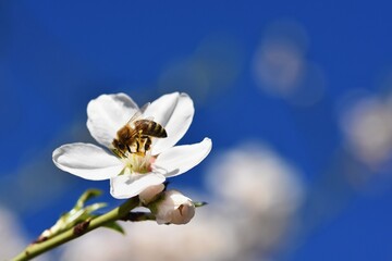 Spring nature. Beautiful white flowering almond tree with a bee. Nice spring sunny day with blue...