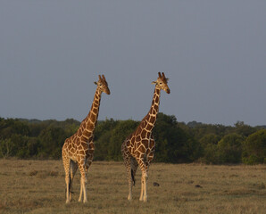 two reticulated giraffes walking gracefully together in the wild Ol Pejeta Conservancy, Kenya