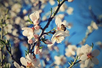 Spring nature. Beautiful white flowering almond tree with a bee. Nice spring sunny day with blue sky in background.