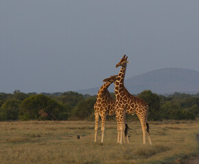 two reticulated giraffes necking in the wild Ol Pejeta Conservancy, Kenya