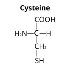 The amino acid Cysteine. Chemical molecular formula Cysteine amino acid. Vector illustration on isolated background
