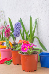 Spring gardening concept. Various srping flowers in pots, watering can and gardening tools. Vertical picture