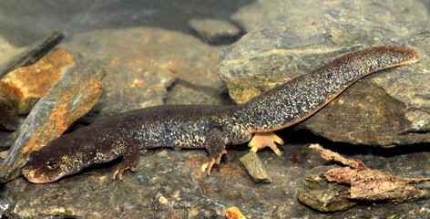 Montseny brook Newt // Trito del Montseny // Triton del Montseny // Montseny-Gebirgsmolch ...