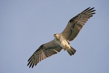 Osprey showing off its huge wingspan.
