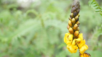 African senna flowers blossom, gardening in California, USA. Natural botanical close up background. Yellow bloom in spring morning garden, fresh springtime flora in soft focus. Candlestick juicy plant