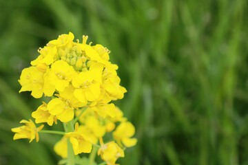菜の花　コピースペース