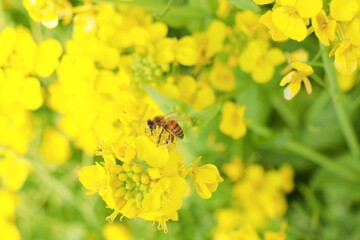 菜の花にとまるミツバチ