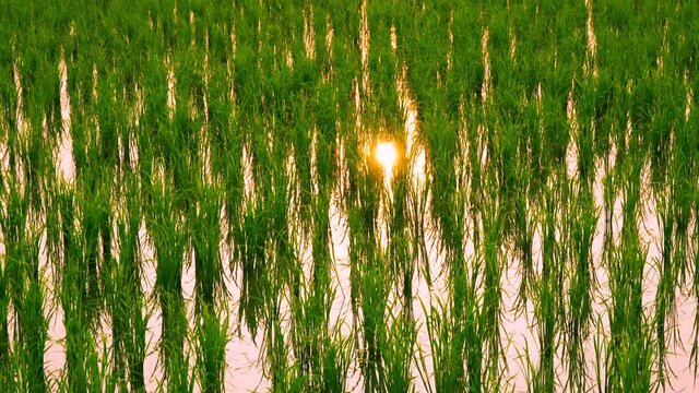 Jib or tilt down shot from morning sunrise sky to the rice plant with sun refrection on the water in the field.