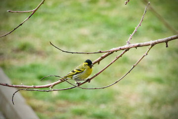 Eurasian siskin sitting on a branch - male