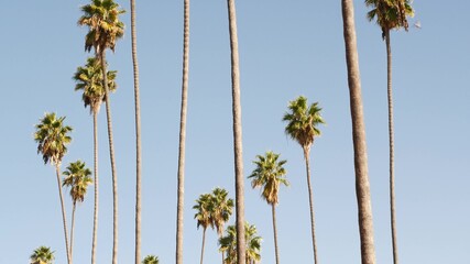 Obraz premium Palms in Los Angeles, California, USA. Summertime aesthetic of Santa Monica and Venice Beach on Pacific ocean. Clear blue sky and iconic palm trees. Atmosphere of Beverly Hills in Hollywood. LA vibes.