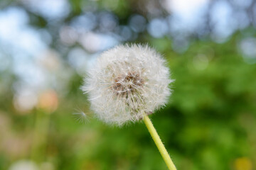 one white fluffy dandelion on a green background