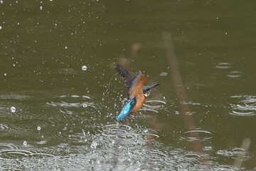 common kingfisher in flight