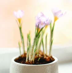 Fototapeta premium spring crocuses