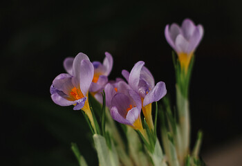 spring crocuses