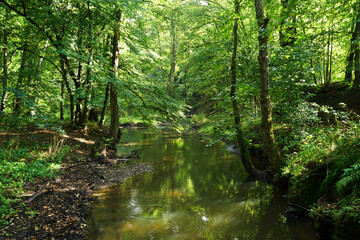 Obraz premium Pure nature around green forest stream in natural reserve near Skryje ponds, Czech Republic