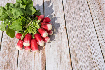 Bunch of fresh radishes, on a wooden background with copy space. Freshly harvested.