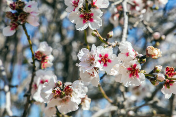 Blossoming almond branches