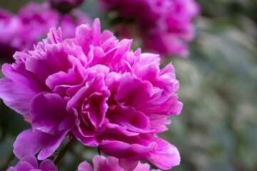 豪華な紅紫色のバラをアップ／大宮花の丘農林公苑（埼玉県さいたま市）