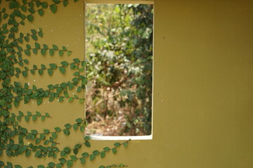Wall decoration with Creeping Fig