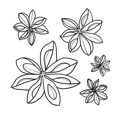 Anise set illustration on white. Anise sketch clipart. Anise star minimal