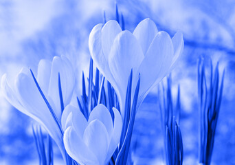 Toned image of spring flowers. Crocuses