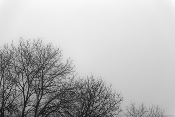 Branches of the crown of a tree in the fog.