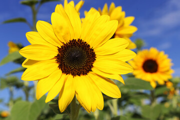 Fototapeta premium Sonnenblume (Helianthus annuus).