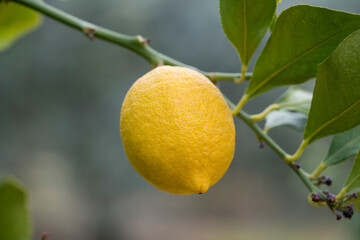 Close up view of lemon with green leaves on branch.