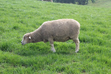 sheep in the field