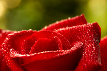 red rose flower , Chiang Mai rose,among green leaves blur background, selective focus water drop point on petals and blur around,macro rose