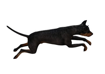 Doberman Pinscher dog on isolated white background showing various poses. Rendered for working with collages in photo editing programs. 3d rendering, 3d illustrations.