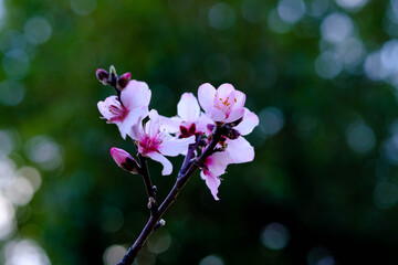 近くの公園で早咲きの桜が開花した。遠くに出かけなくても近所で楽しめる身近な花