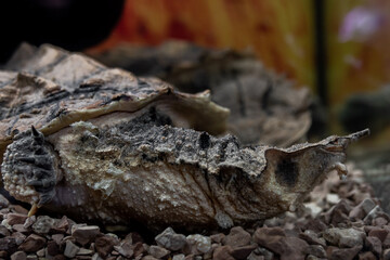 The mata mata is a freshwater turtle found in Wetlands South America, primarily in the Amazon. a large, sedentary turtle with a large, triangular, flattened head with many tubercles and flaps of skin