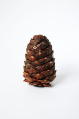 pine cone on white background