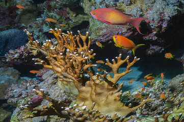 Bright yellow-red fish of the Fairy Basslets family swim near the fiery reticulated coral
