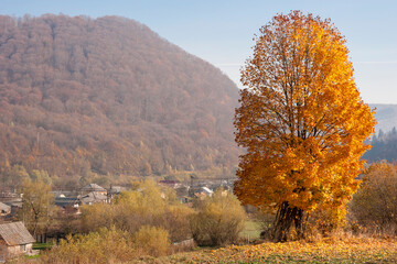 Fototapeta premium Autumn with bright orange-yellow maple tree leaves over the mountain village.