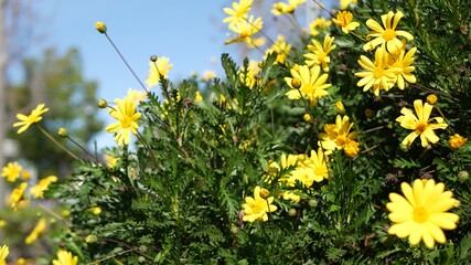 Yellow daisy flowers blossom, home gardening in California, USA. Natural botanical close up background. Euryops Pectinatus bloom in spring fresh garden. Springtime flora, Asteraceae bush in soft focus