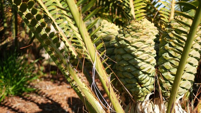 Cycad fern leaves in forest, California USA. Green fresh juicy natural botanical leafage. Encephalartos or zamiaceae dioon palm lush foliage. Tropical jungle rainforest woods atmosphere garden design.