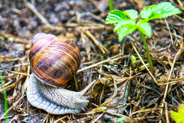 Weinbergschnecke
