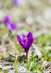 Violet spring Crocus flower. Beautiful Crocus (saffron) in the spring.