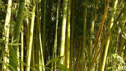 Fototapeta premium Bamboo forest, exotic asian tropical atmosphere. Green trees in meditative feng shui zen garden. Quiet calm grove, morning harmony freshness in thicket. Japanese or chinese natural oriental aesthetic.