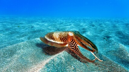 Fototapeta na wymiar Beautiful Cuttlefish over the sand bottom