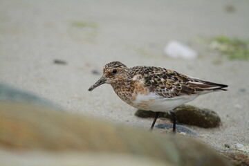 bécasseau sanderling