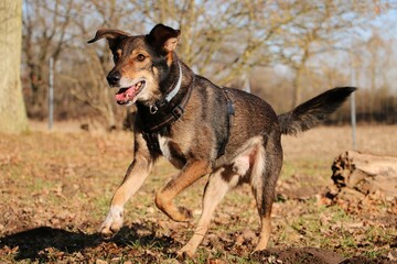 large mixed shepherd dog is running in the park