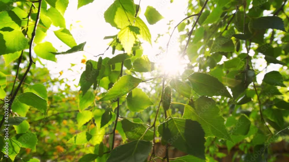 Wall mural Shining sun rays and fresh green leaves of tree, 4k video