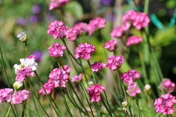 Fototapeta premium Rote Grasnelke im Garten