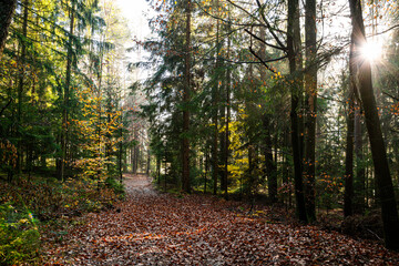 Leaves in the fall with sunlight and sunrays in the autumn in the bavarian forest
