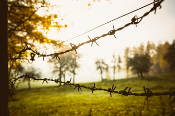 Leaves in the fall with sunlight and sunrays in the autumn in the bavarian forest