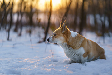 Welsh Corgi Pembroke dog in winter scenery during sunset