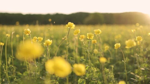 Summer sunny day illuminates a blooming field of flowers. Scenic view of the endless aromatic fields of flowers. Bee. Field of yellow flowers